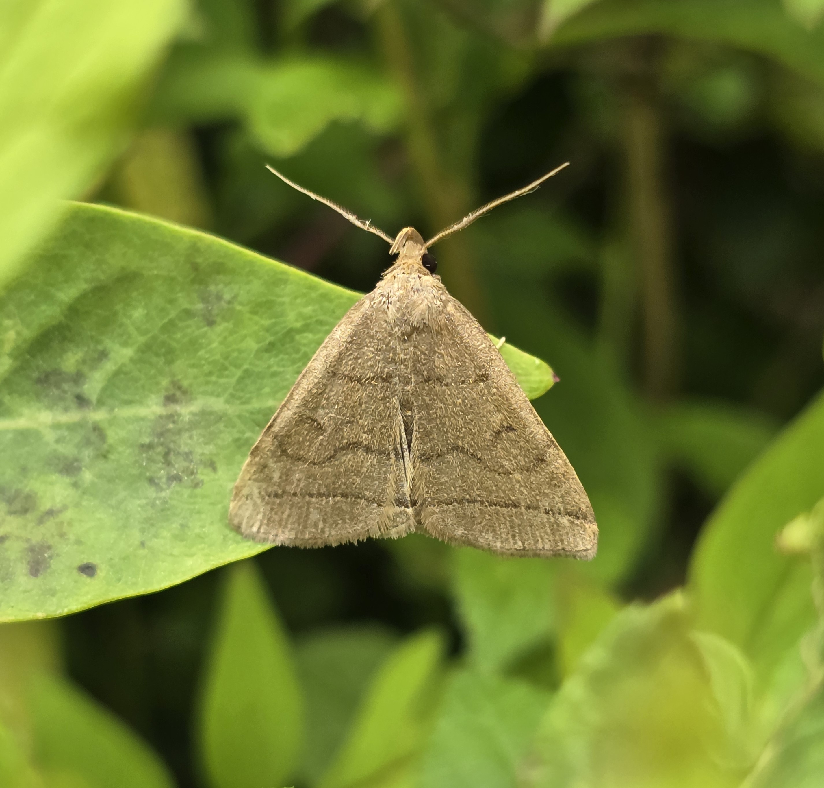Photo of Fan-foot (Herminia tarsipennalis)